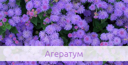 ageratum