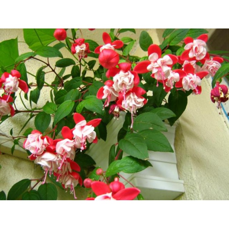 Фуксия (Fuchsia)