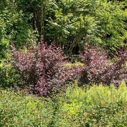 Берберис Атропурпуреа (Berberis thunbergii Atropurpurea)