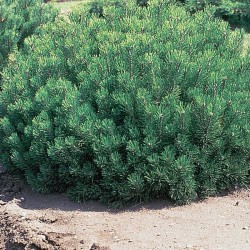 Бор Мугус (Pinus mugo)