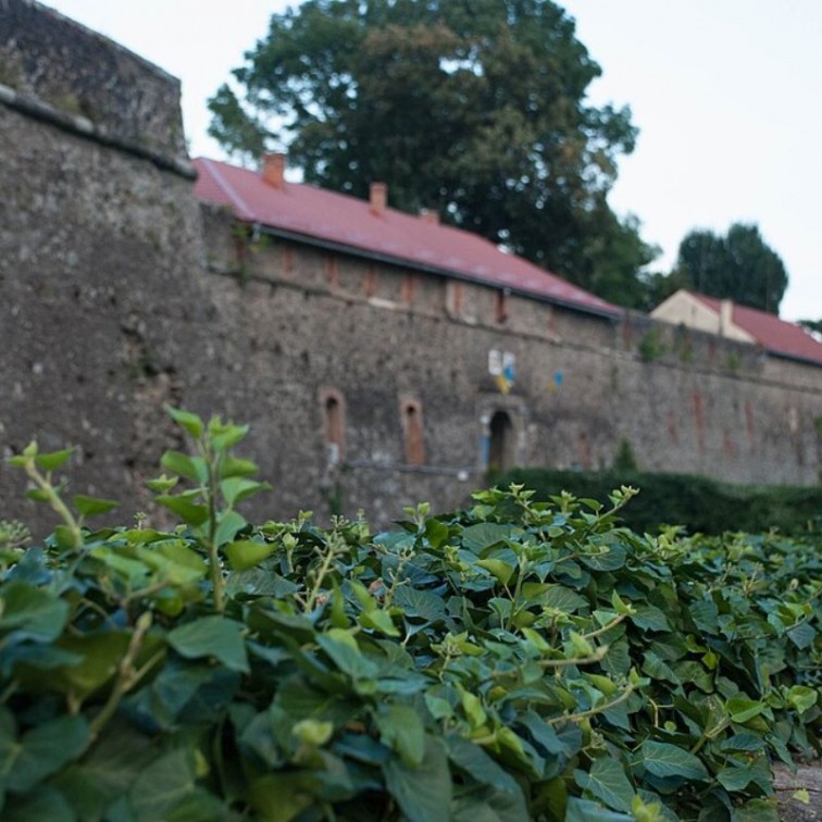 Бръшлян (Hedera helix)