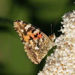 Будлея (Buddleja davidii)