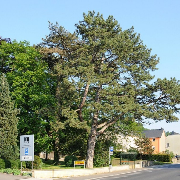 Черен бор (Pinus nigra)