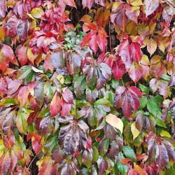 Диво лозе (Parthenocissus quinquefolia)