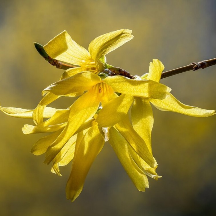 Форзиция (Forsythia × intermedia)