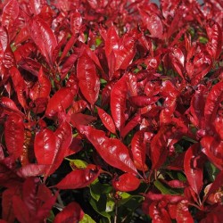 Фотиния Ред Робин (Photinia × fraseri Red Robin)