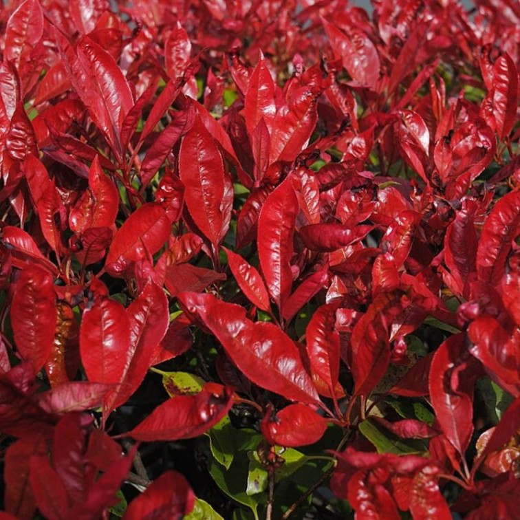 Фотиния Ред Робин (Photinia × fraseri Red Robin)
