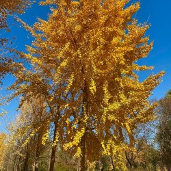 Гинко билоба (Ginkgo biloba)