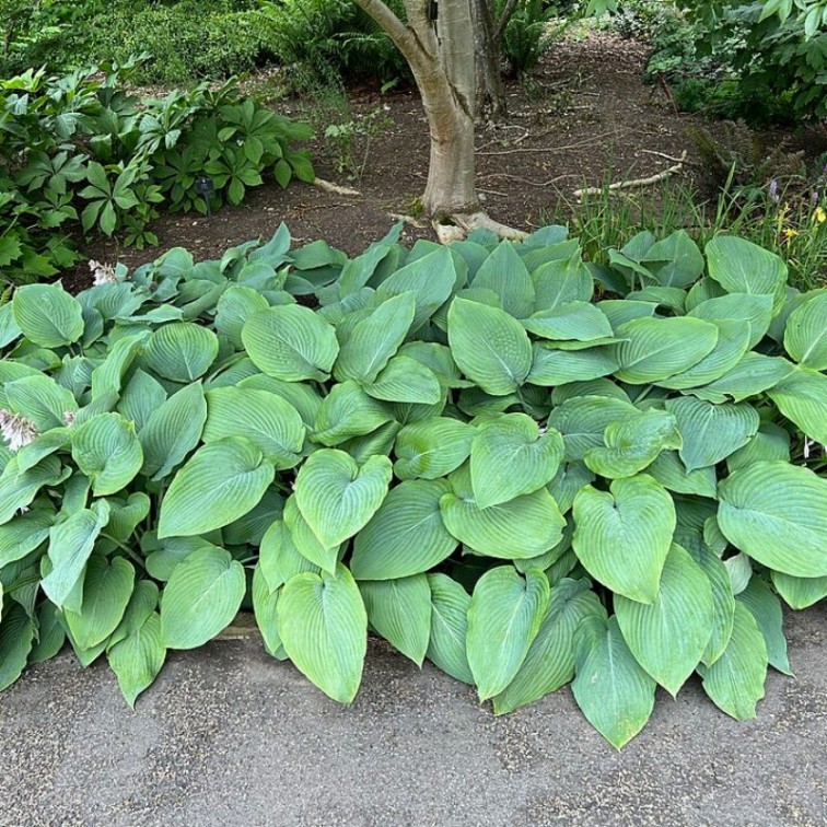 Хоста (Hosta)