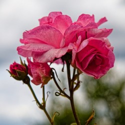 Храстовидна роза (Rosa)