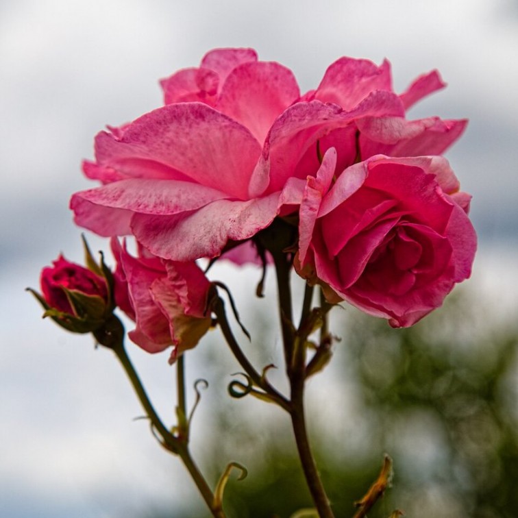 Храстовидна роза (Rosa)