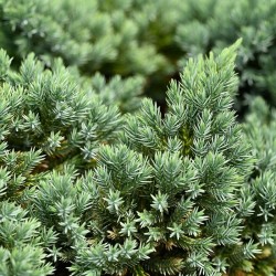Хвойна Блу Стар (Juniperus squamata Blue Star)