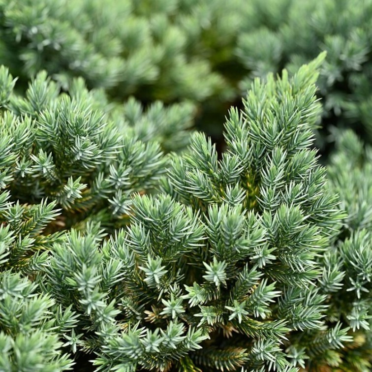Хвойна Блу Стар (Juniperus squamata Blue Star)