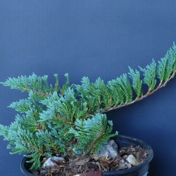 Хвойна хоризонтална (Juniperus horizontalis)