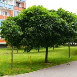 Кълбовиден клен (Acer platanoides Globosum)