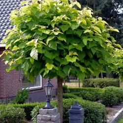 Каталпа Нана (Catalpa bignonioides Nana)
