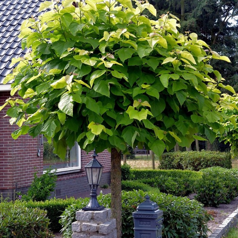 Каталпа Нана (Catalpa bignonioides Nana)