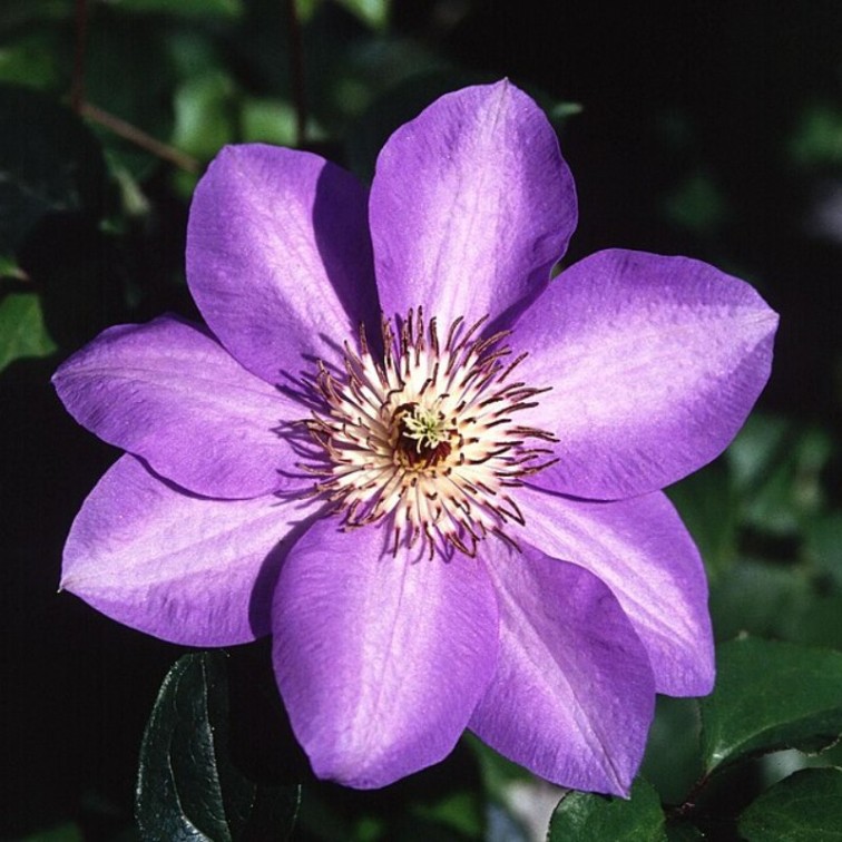 Клематис (Clematis)