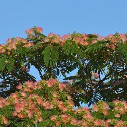 Копринено дърво (Albizia julibrissin)