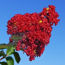 Лагерстремия (Lagerstroemia indica)