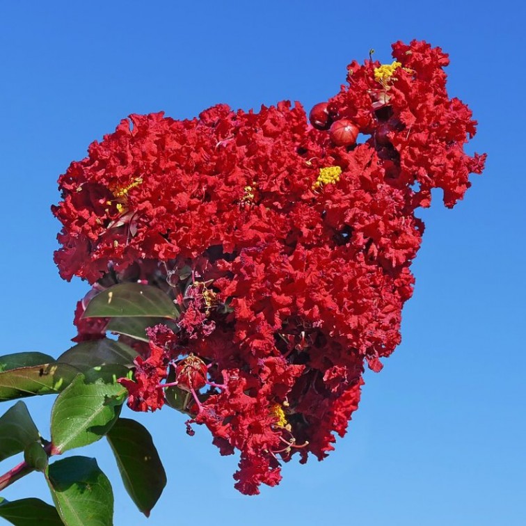 Лагерстремия (Lagerstroemia indica)