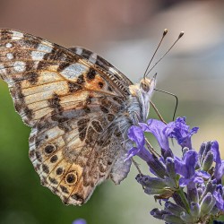 Лавандула (Lavandula angustifolia)
