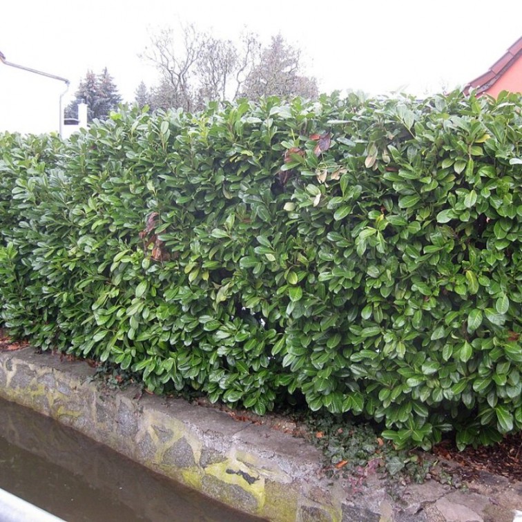 Лавровишня (Prunus laurocerasus)
