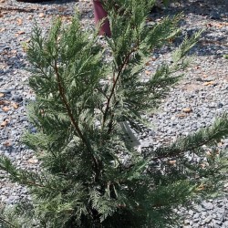 Лейландов кипарис (Cupressocyparis leylandii)