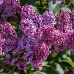 Люляк (Syringa vulgaris)