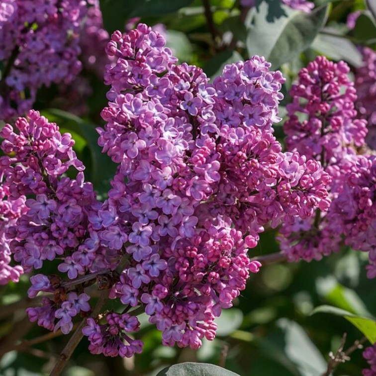 Люляк (Syringa vulgaris)