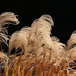 Мискантус (Miscanthus sinensis)