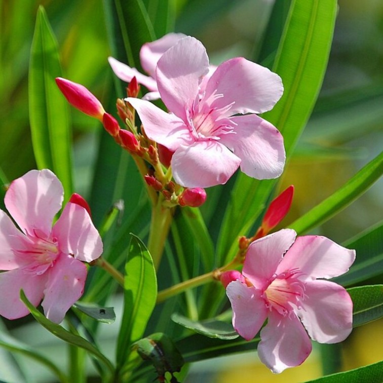 Олеандър (Nerium oleander)