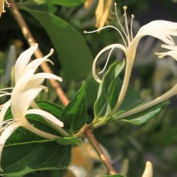 Орлови нокти (Lonicera)
