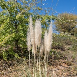 Пампасова трева (Cortaderia selloana)