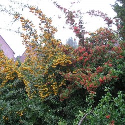 Пираканта (Pyracantha coccinea)