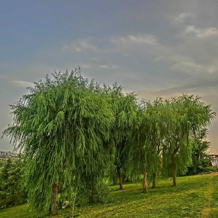 Плачеща върба (Salix babylonica)