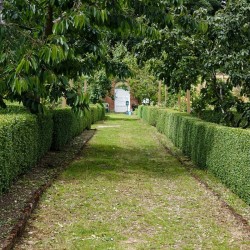 Самшит (Buxus sempervirens)