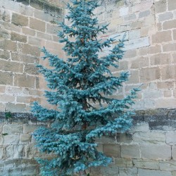 Синя смърч (Picea pungens Glauca)