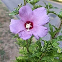 Сирийски хибискус (Hibiscus syriacus)