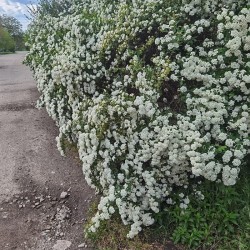 Спирея Вангута (Spiraea × vanhouttei)