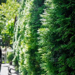 Туя Брабант (Thuja occidentalis Brabant)