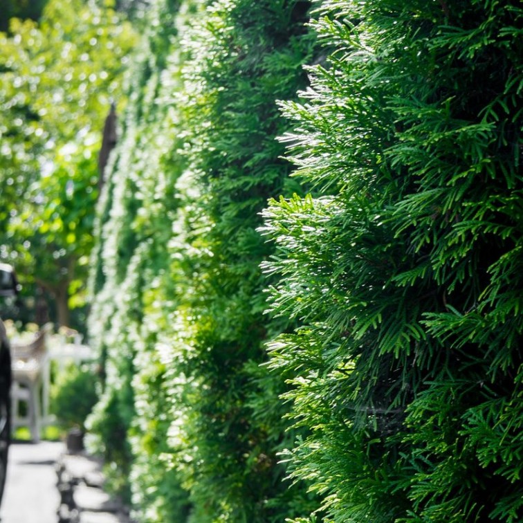 Туя Брабант (Thuja occidentalis Brabant)