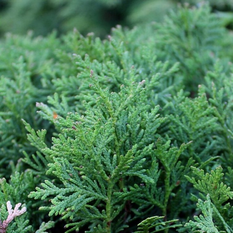 Туя Даника (Thuja occidentalis Danica)