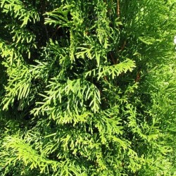 Туя Смарагд (Thuja occidentalis Smaragd)