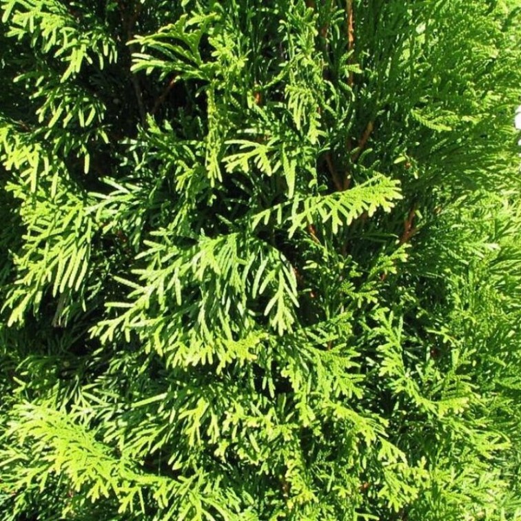 Туя Смарагд (Thuja occidentalis Smaragd)