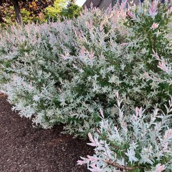 Пъстра върба Хакуро Нишики (Salix integra)
