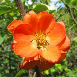 Японска дюля (Chaenomeles japonica)