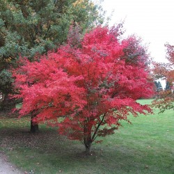 Японски клен (Acer palmatum)