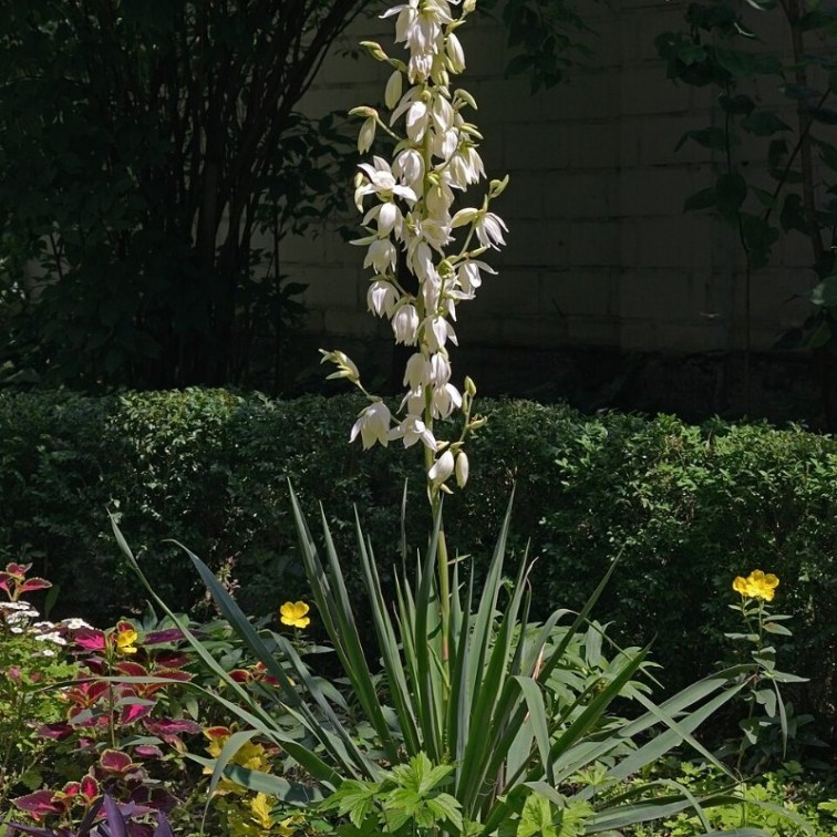 Юка (Yucca filamentosa)